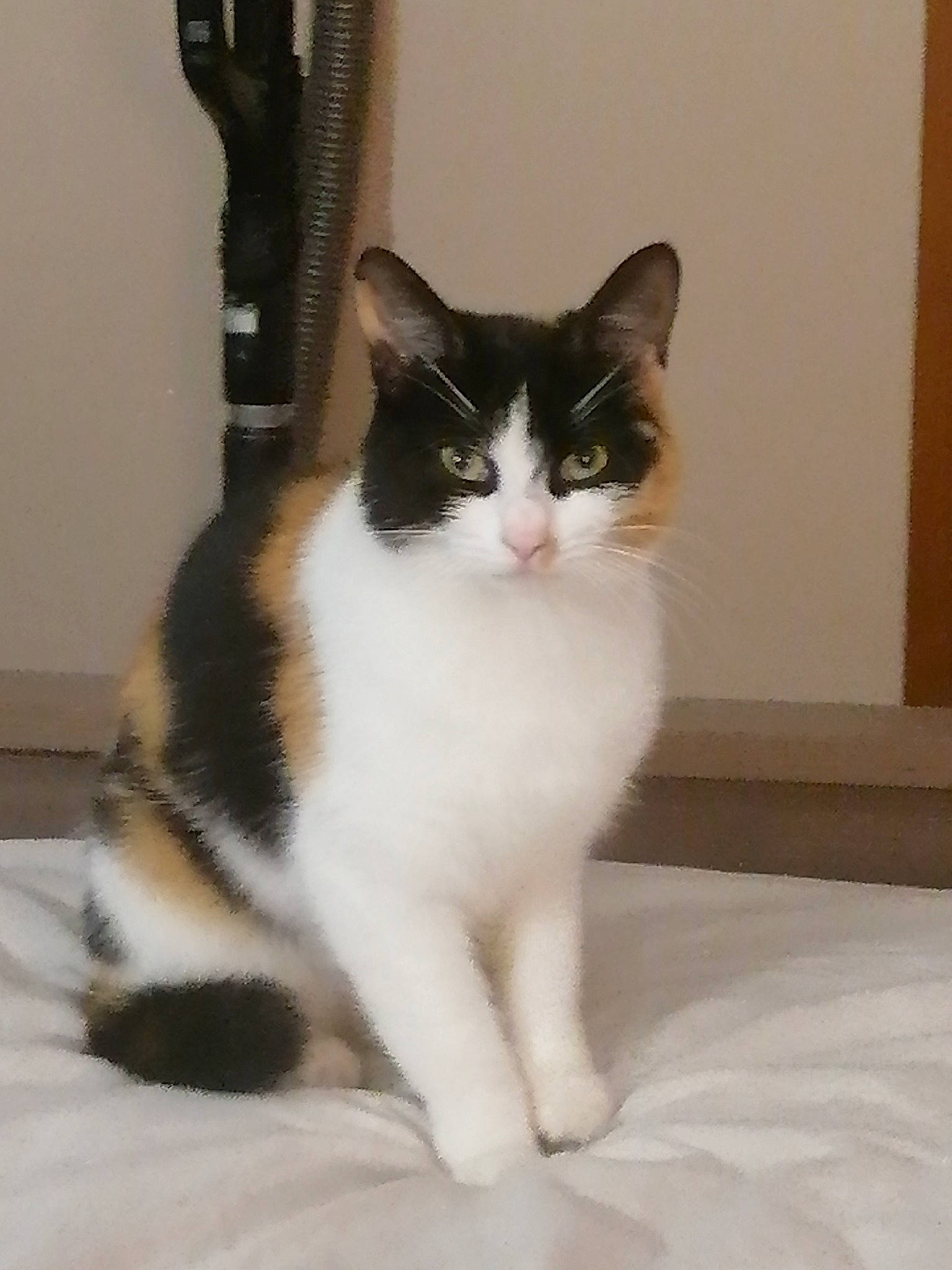 Lilly participe au concours pour gagner de l'argent avec cette photo : carnivore, cat, comfort, domestic_short_haired_cat, felidae, flooring, foot, fur, paw, sitting, small_to_medium_sized_cats, snout, tail, terrestrial_animal, whiskers, window