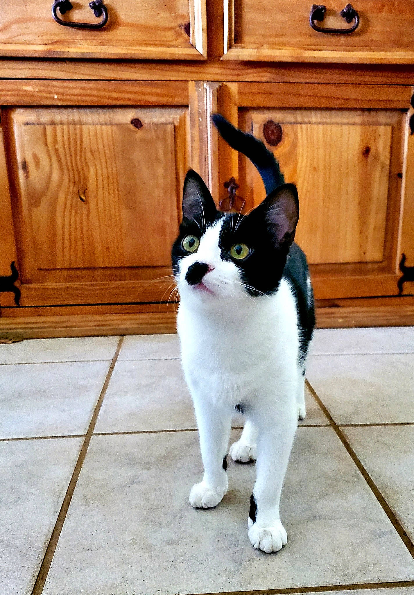 Oreo is registered to the contest to win money with this photo: cabinetry, carnivore, cat, cupboard, domestic_short_haired_cat, drawer, felidae, floor, flooring, fur, grey, hardwood, paw, room, small_to_medium_sized_cats, snout, tail, whiskers, wood, wood_stain