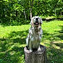 Stone joined the competition — help win amazing prizes! dog, golden_retriever, tree_stump, forest, greenery, grass, sunlight, outdoor, nature, pet, canine, mammal, animal, sitting, happy, tongue_out, daylight, leash, fur, trees