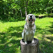 Stone is registered to the contest to win money with this photo: dog, golden_retriever, tree_stump, forest, greenery, grass, sunlight, outdoor, nature, pet, canine, mammal, animal, sitting, happy, tongue_out, daylight, leash, fur, trees