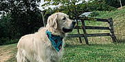 Stone is registered to the contest to win money with this photo: dog, golden_retriever, bandana, grass, tree, fence, outdoor, nature, pet, canine, animal, rural, sky, leafy_tree, calm, standing, greenery, country, daylight, field