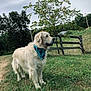 dog, golden_retriever, bandana, grass, tree, fence, outdoor, nature, pet, canine, animal, rural, sky, leafy_tree, calm, standing, greenery, country, daylight, field