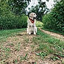 Stone is registered to the contest to win money with this photo: dog, golden_retriever, bandana, grass, dirt_path, trees, outdoor, nature, greenery, canine, sitting, pet, fur, leafy, scenic, animal, daylight, park, peaceful, flora