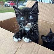 Jet is registered to the contest to win money with this photo: kitten, cat, black_cat, blue_eyes, cardboard_box, whiskers, pet, animal, cute, outdoor, feline, young, curious, close_up, fur, domestic_animal, portrait, playful, two_cats, box
