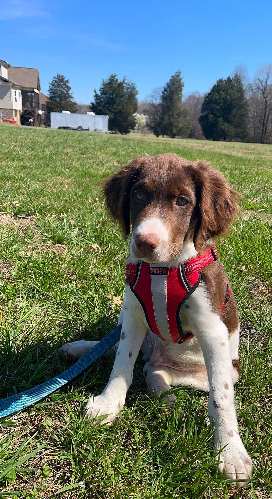 Ollie is registered to the contest to win money with this photo: carnivore, collar, companion_dog, dog, dog_breed, dog_collar, dog_supply, fashion_accessory, grass, gun_dog, leash, liver, plant, pointing_breed, sky, snout, tail, tree, window, working_animal