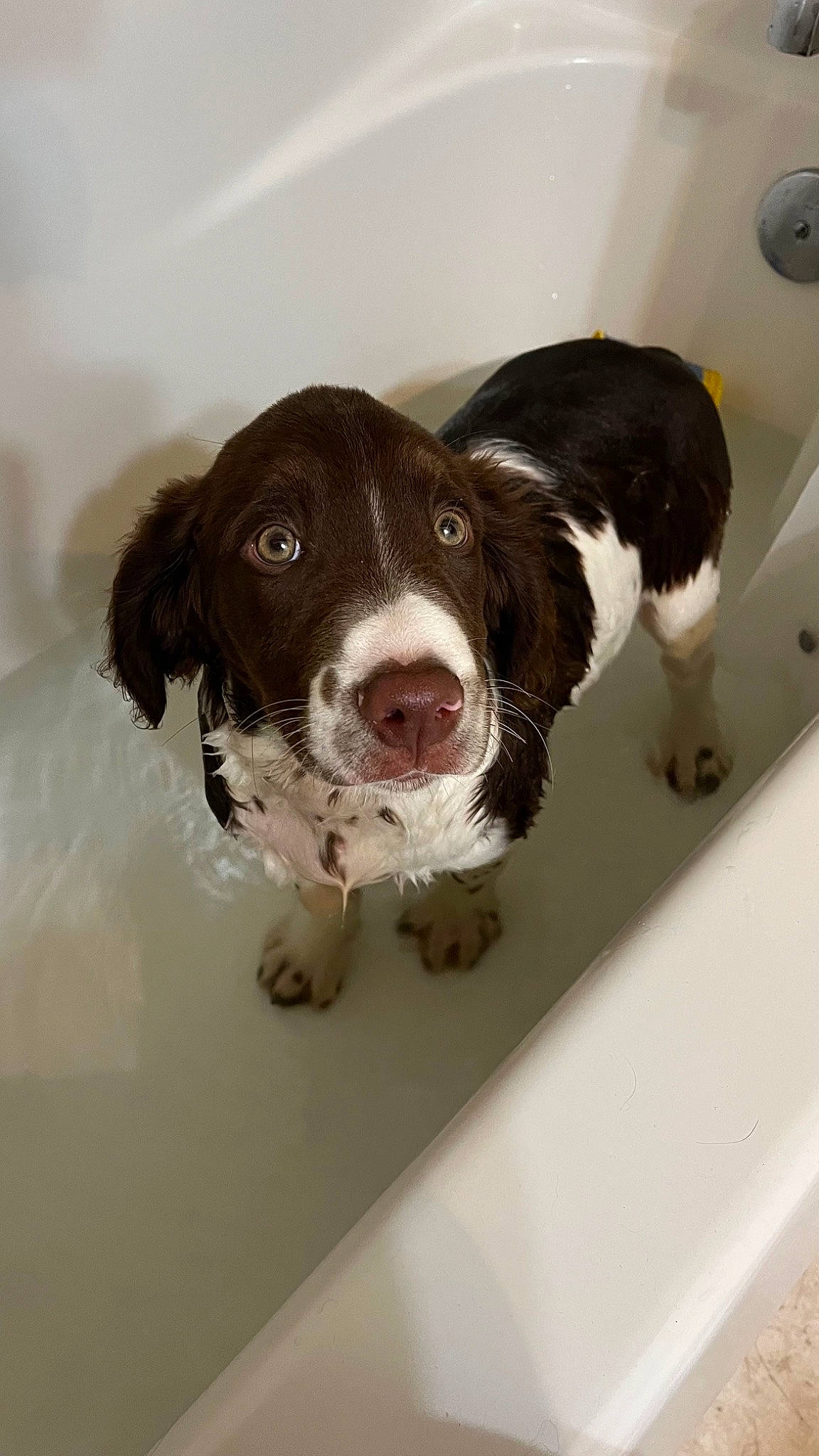 Ollie is registered to the contest to win money with this photo: canidae, carnivore, companion_dog, dog, dog_breed, dog_food, fur, gun_dog, liver, non_sporting_group, snout, sporting_group, working_animal, working_dog