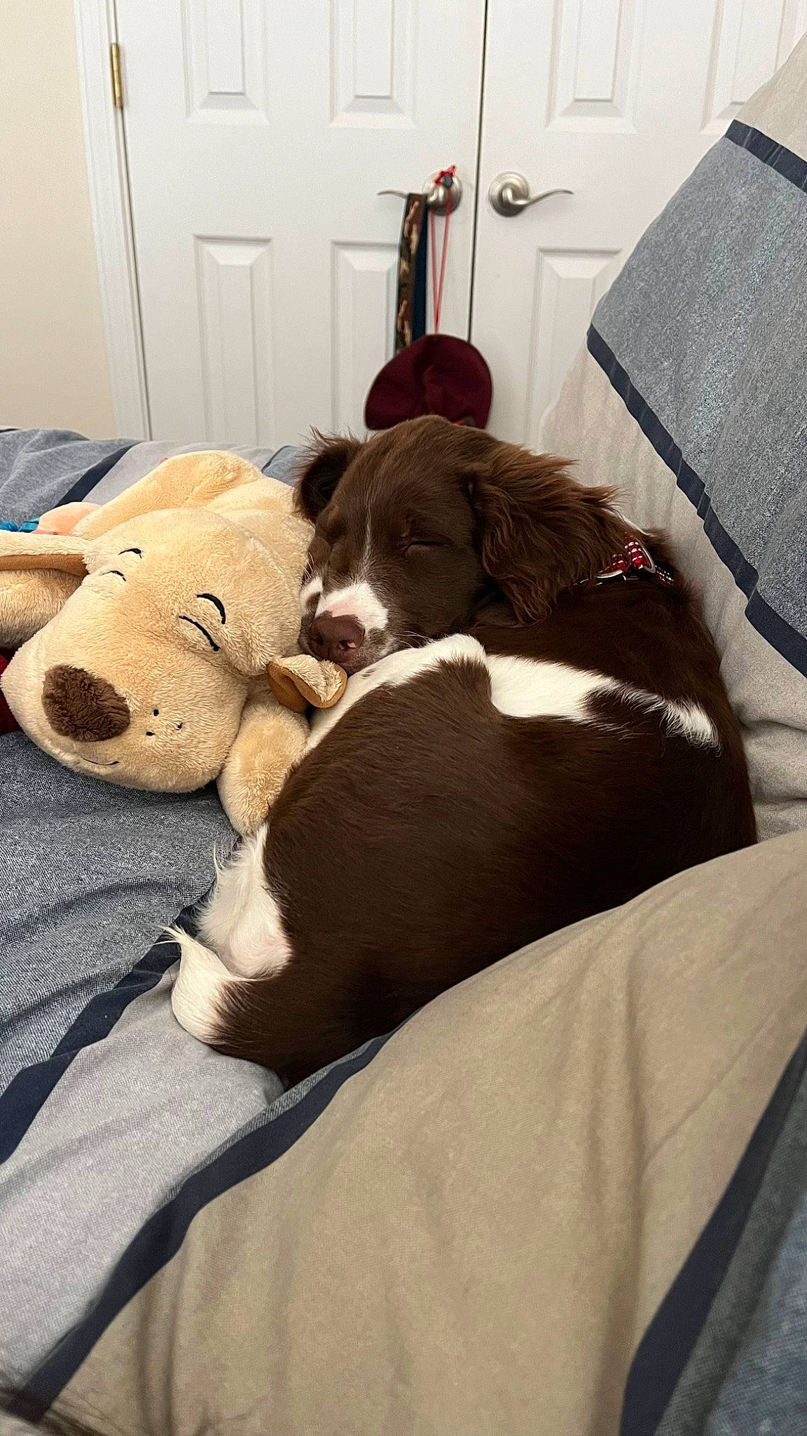 Ollie joined the competition — help win amazing prizes! bedding, canidae, carnivore, comfort, companion_dog, couch, dog, dog_breed, fawn, flooring, fur, hardwood, lamp, linens, room, snout, sporting_group, toy, wood, working_animal