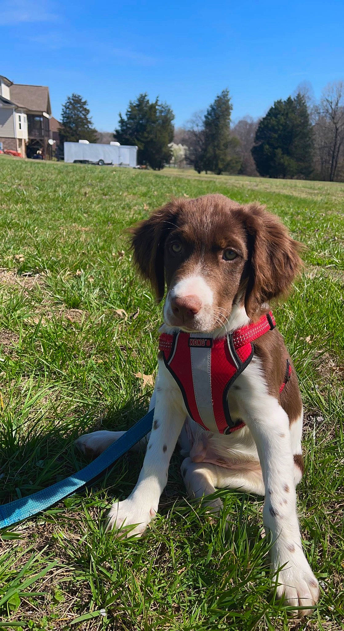 Ollie joined the competition — help win amazing prizes! carnivore, collar, companion_dog, dog, dog_breed, dog_collar, dog_supply, grass, gun_dog, leash, liver, plant, pointing_breed, sky, snout, sporting_group, tail, tree, window, working_animal