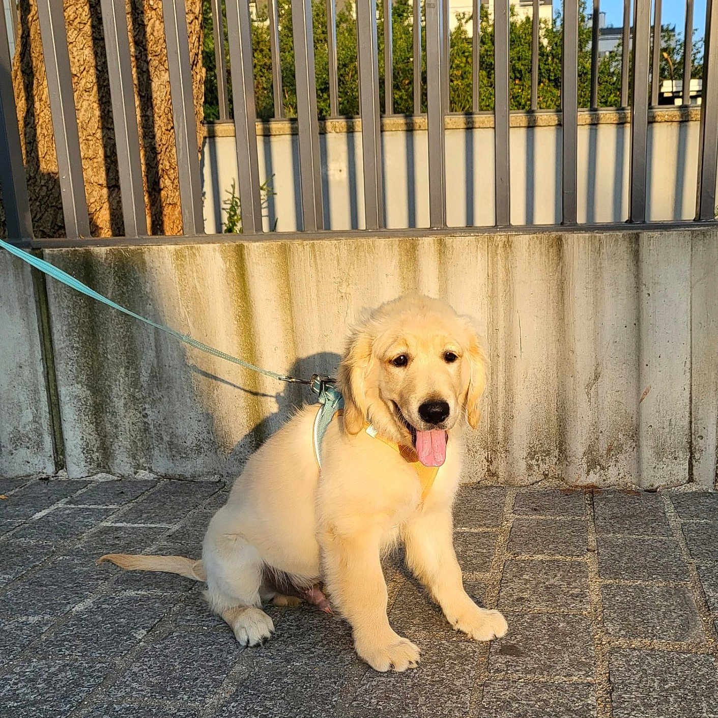 Milo participe au concours pour gagner de l'argent avec cette photo : animal, canine, concrete_wall, cute, daylight, dog, friendly, golden_retriever, happy, leash, metal_fence, nature, outdoor, pavement, pet, puppy, sitting, sunlight, tongue_out, young_dog