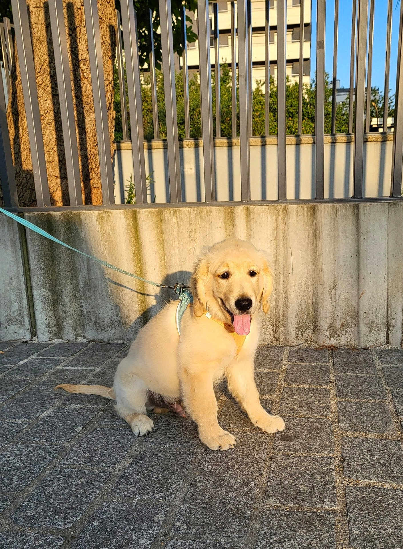 Milo