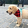 Milo a rejoint le concours — aidez-le/la à gagner de superbes lots ! animal, bandana, canine, cobblestone, curious, dog, ears, fur, golden_retriever, happy, harness, leash, outdoor, paw, pet, puppy, side_view, snout, street, walking