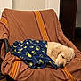blanket, blue, brown, calm, chair, cozy, cute, dog, domestic_animal, fleece, fur, furniture, indoor, paw_prints, peaceful, pet, puppy, resting, sleeping, wood_floor
