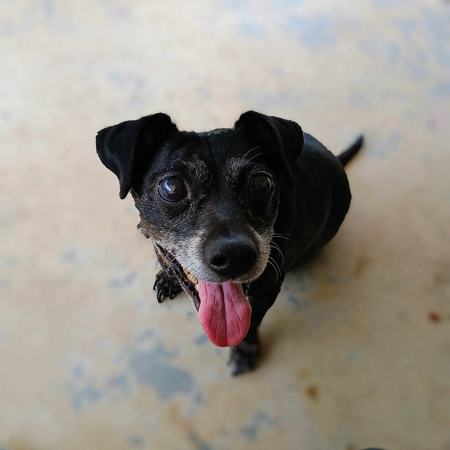 Roxanne is registered to the contest to win money with this photo: accessories, animal, bodypart, canine, chihuahua, cream, dessert, dog, food, hound, icing, labradorretriever, mouth, person, pet, pointer, pug, puppy, strap, tongue