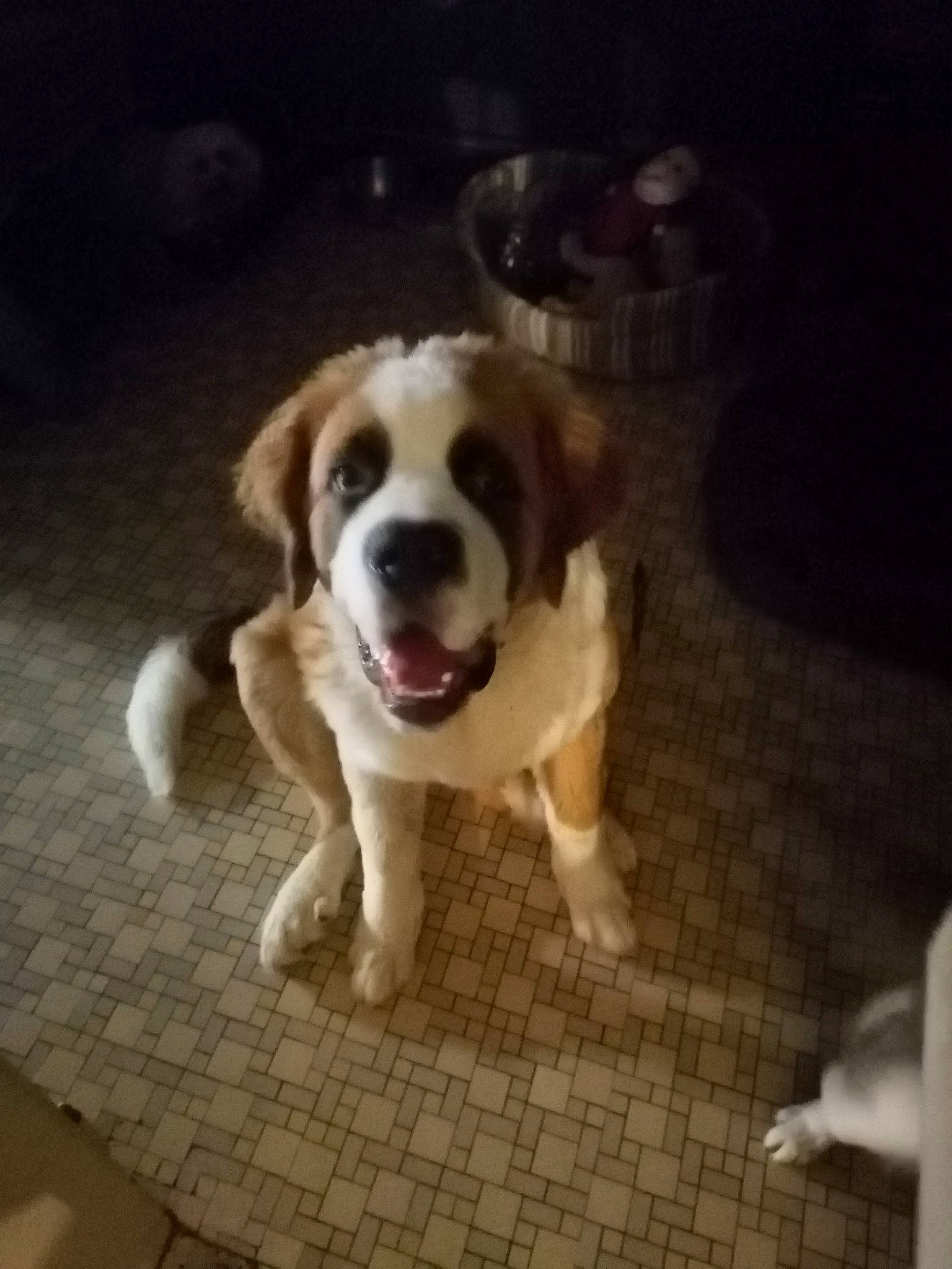 Apash participe au concours pour gagner de l'argent avec cette photo : ancient_dog_breeds, canidae, companion_dog, dog, dog_breed, fawn, flooring, fur, night, paw, puppy, road_surface, tail, whiskers, wood, working_dog