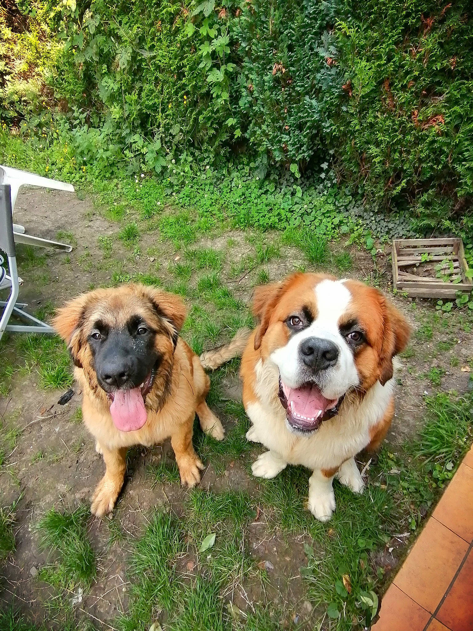 Apash a rejoint le concours — aidez-le/la à gagner de superbes lots ! ancient_dog_breeds, canidae, carnivore, chair, companion_dog, dog, dog_breed, fawn, grass, outdoor_furniture, plant, snout, sporting_group, tree, working_dog