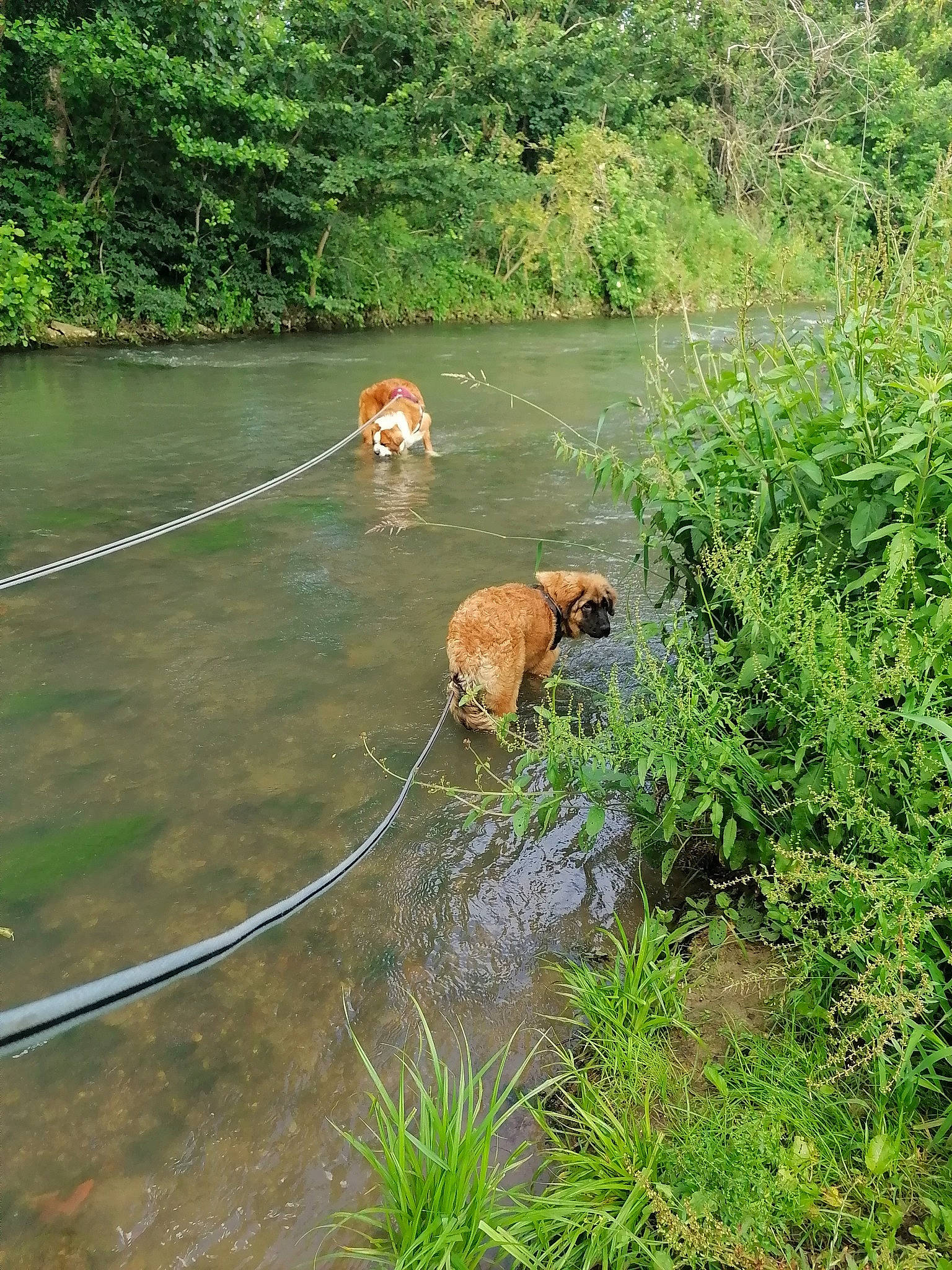 Apash a rejoint le concours — aidez-le/la à gagner de superbes lots ! bank, carnivore, creek, dog, dog_breed, fawn, fluvial_landforms_of_streams, grass, gun_dog, lacustrine_plain, lake, landscape, natural_landscape, plant, sporting_group, tree, water, waterway, wetland, working_animal