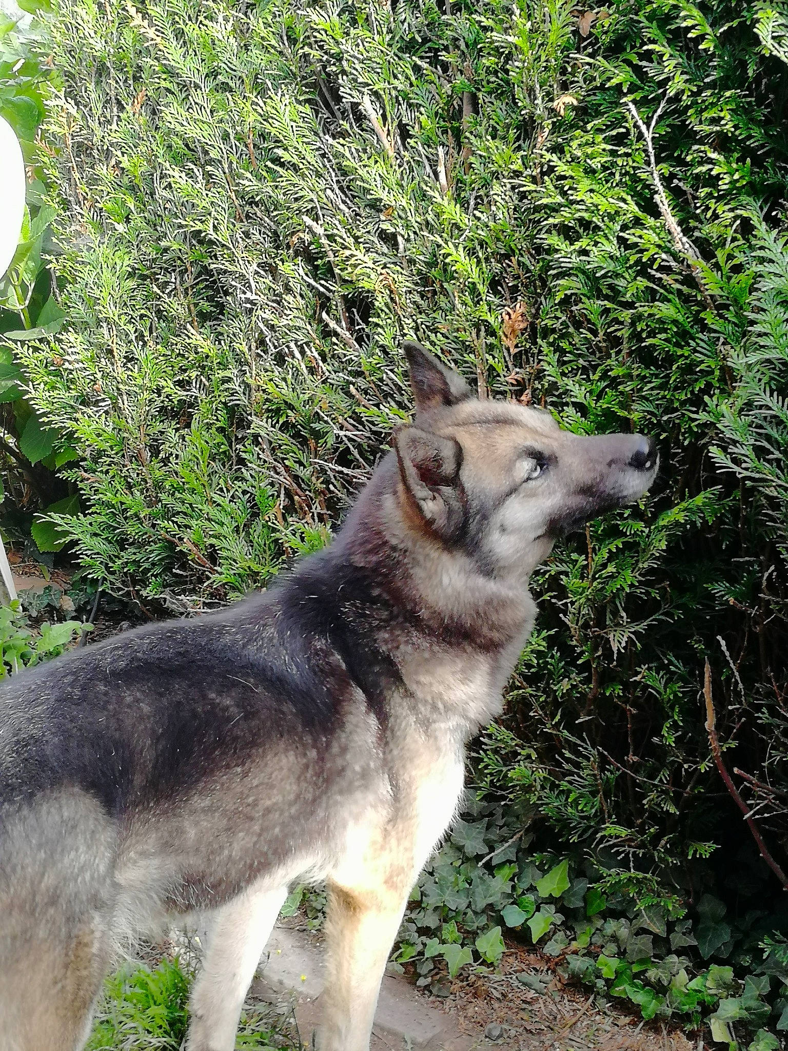 Laika a rejoint le concours — aidez-le/la à gagner de superbes lots ! alaskan_malamute, canidae, carnivore, czechoslovakian_wolfdog, dog, dog_breed, east_siberian_laika, jamthund, kunming_wolfdog, mammal, native_american_indian_dog, northern_inuit_dog, norwegian_elkhound, saarloos_wolfdog, seppala_siberian_sleddog, shiloh_shepherd_dog, siberian_husky, tamaskan_dog, vertebrate, wolfdog