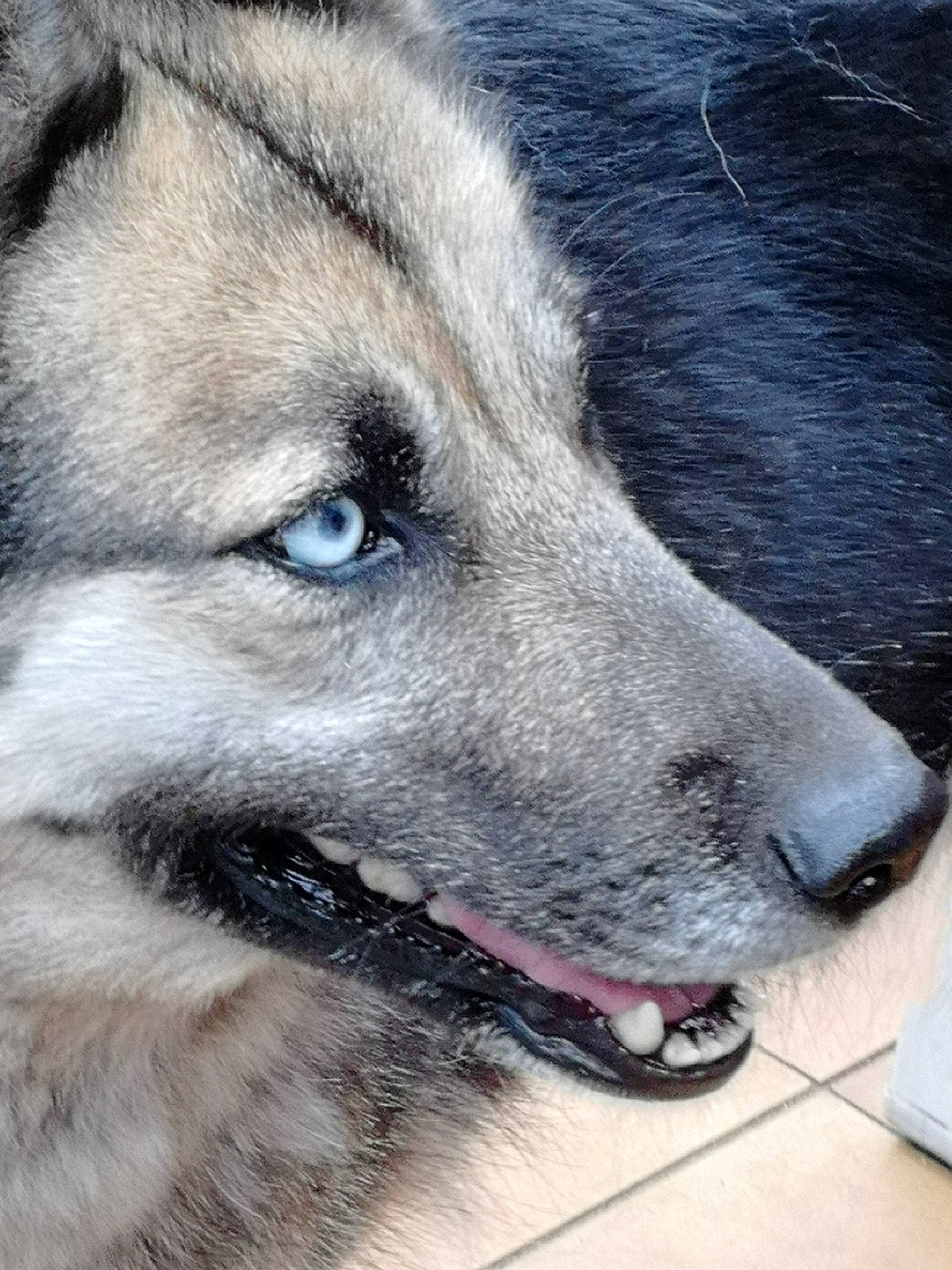 Laika participe au concours pour gagner de l'argent avec cette photo : canidae, canis, carnivore, czechoslovakian_wolfdog, dog, dog_breed, eye, greenland_dog, jamthund, mammal, native_american_indian_dog, norwegian_elkhound, nose, saarloos_wolfdog, seppala_siberian_sleddog, siberian_husky, sky, snout, tamaskan_dog, vertebrate