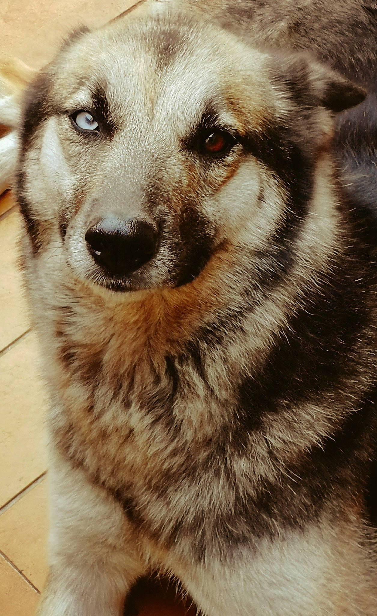 Laika participe au concours pour gagner de l'argent avec cette photo : alaskan_malamute, canidae, carnivore, czechoslovakian_wolfdog, dog, dog_breed, eye, fur, greenland_dog, mammal, native_american_indian_dog, norwegian_elkhound, nose, saarloos_wolfdog, seppala_siberian_sleddog, siberian_husky, snout, vertebrate, whiskers, wolfdog