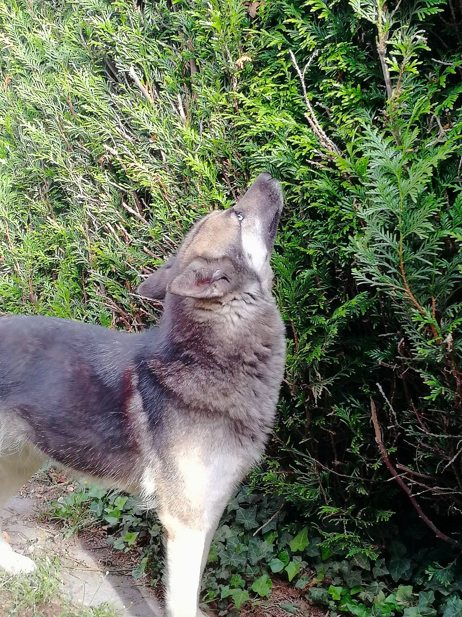 Laika participe au concours pour gagner de l'argent avec cette photo : canidae, carnivore, czechoslovakian_wolfdog, fawn, jamthund, native_american_indian_dog, norwegian_elkhound, saarloos_wolfdog, siberian_husky, tail, tamaskan_dog, wildlife, wolfdog
