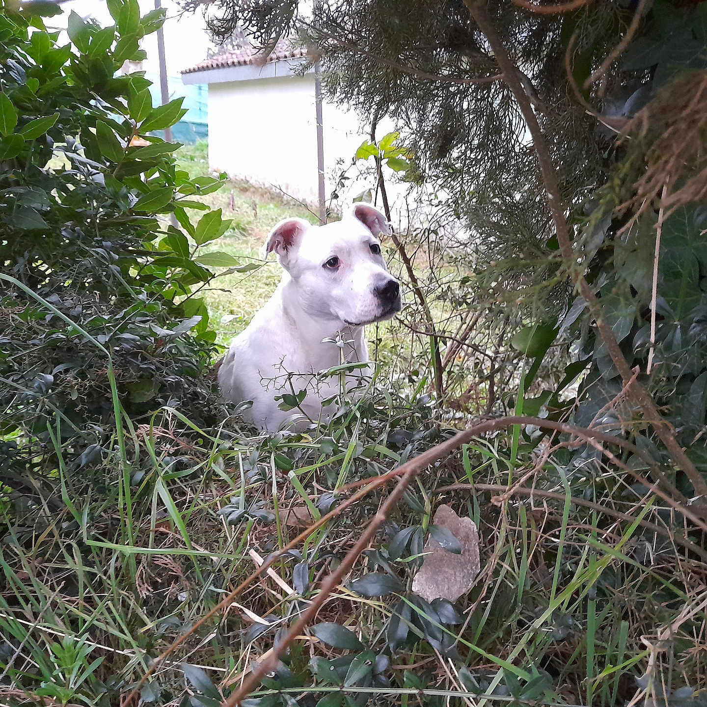 Nala a rejoint le concours — aidez-le/la à gagner de superbes lots ! animal, architecture, canine, chihuahua, dog, eskimodog, flower, grass, herbal, herbs, husky, leaf, nature, outdoors, pet, plant, puppy, soil, tree, vegetation