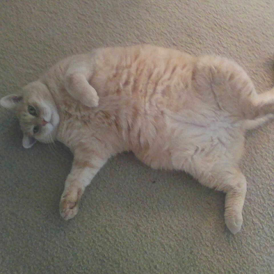 Skipper