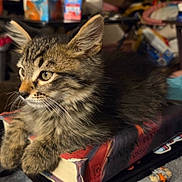 Stilinski joined the competition — help win amazing prizes! kitten, cat, tabby, fur, whiskers, book, indoor, cozy, animal, pet, young, curious, soft_light, closeup, lying_down, feline, domestic_cat, cute, resting, furry