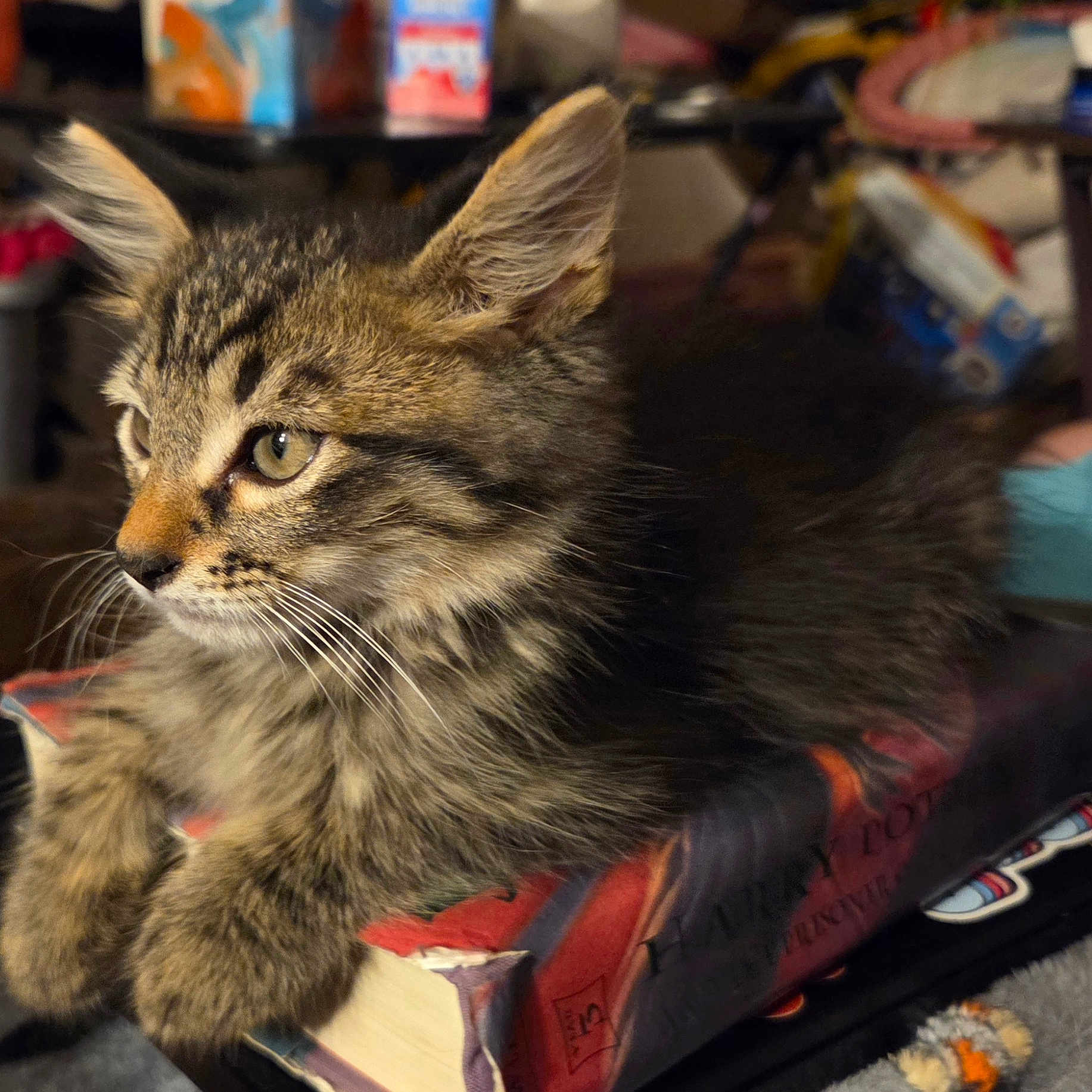 Stilinski joined the competition — help win amazing prizes! animal, book, cat, closeup, cozy, curious, cute, domestic_cat, feline, fur, furry, indoor, kitten, lying_down, pet, resting, soft_light, tabby, whiskers, young