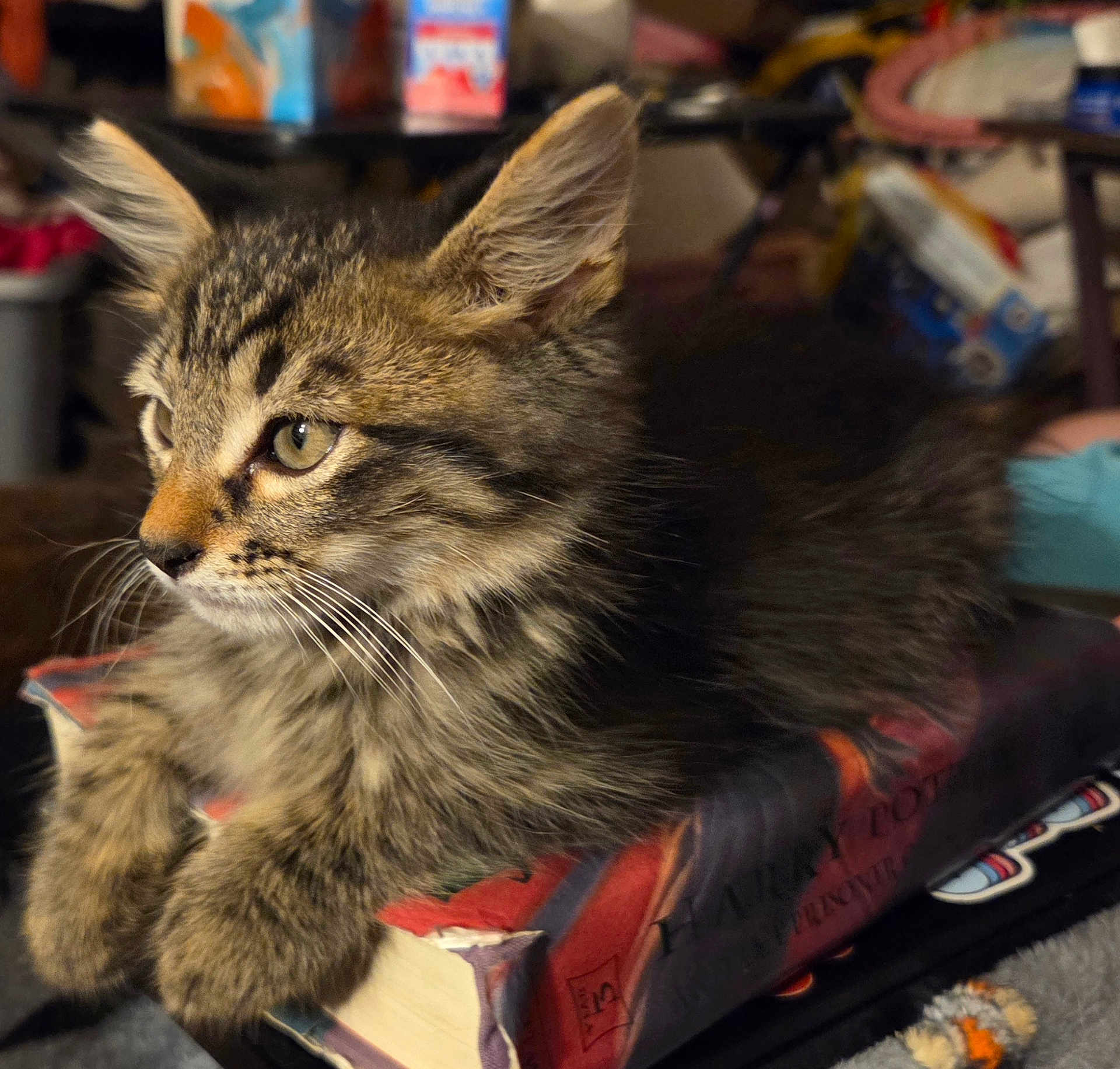 Stilinski joined the competition — help win amazing prizes! kitten, cat, tabby, fur, whiskers, book, indoor, cozy, animal, pet, young, curious, soft_light, closeup, lying_down, feline, domestic_cat, cute, resting, furry