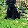 dog, puppy, black_dog, fluffy, sitting, outdoors, garden, grass, plants, pet, collar, blue_collar, animal, canine, portrait, front_view, long_fur, small_dog, lawn, nature