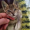 kitten, cat, animal, pet, furry, brown, tabby, face, eyes, ears, whiskers, nose, paws, close_up, portrait, hand, touching, blanket, green, indoors