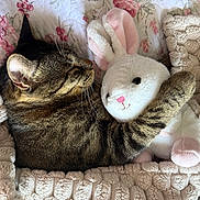 Thommy is registered to the contest to win money with this photo: cat, tabby_cat, stuffed_animal, plush_bunny, blanket, bed, floral_pattern, cozy, sleeping, cute, pet, feline, soft_toys, indoor, resting, comfort, snuggling, animal, fur, pink