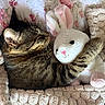 cat, tabby_cat, stuffed_animal, plush_bunny, blanket, bed, floral_pattern, cozy, sleeping, cute, pet, feline, soft_toys, indoor, resting, comfort, snuggling, animal, fur, pink