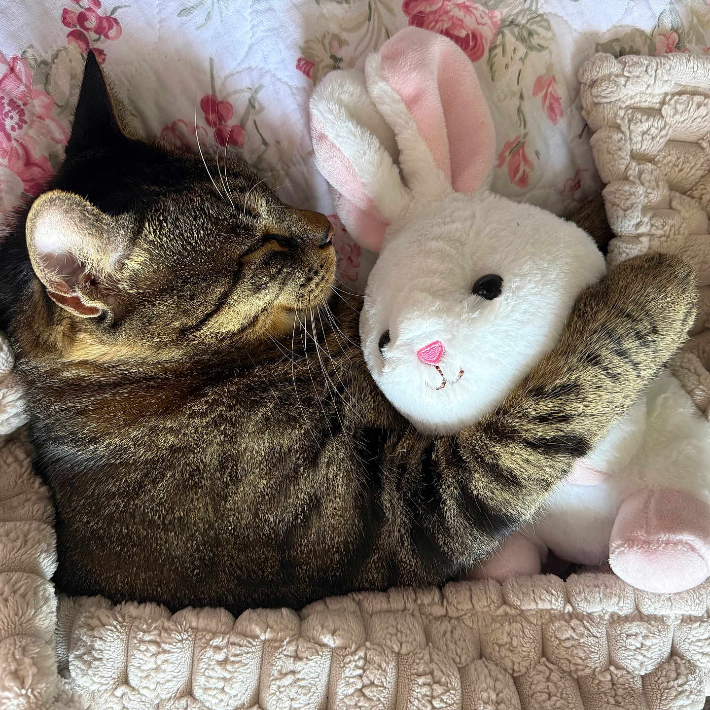 Thommy is registered to the contest to win money with this photo: cat, tabby_cat, stuffed_animal, plush_bunny, blanket, bed, floral_pattern, cozy, sleeping, cute, pet, feline, soft_toys, indoor, resting, comfort, snuggling, animal, fur, pink
