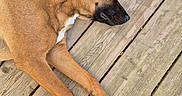 Adefix participe au concours pour gagner de l'argent avec cette photo : animal, brown_dog, canine, closeup, daylight, dog, ear, fur, nap, nature, outdoor, paw, peaceful, pet, quiet, relaxed, resting, sleeping, snout, wooden_deck