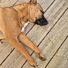dog, brown_dog, sleeping, wooden_deck, outdoor, pet, animal, canine, relaxed, nap, fur, paw, snout, ear, daylight, nature, resting, closeup, quiet, peaceful