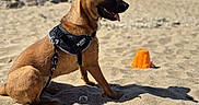 Adefix participe au concours pour gagner de l'argent avec cette photo : dog, beach, sand, harness, sunny, seashells, orange, sandcastle_mold, animal, pet, outdoor, foot, daytime, sea, sky, happy, tongue_out, shadow, relaxing, companion