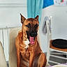 dog, brown_dog, sitting, yawning, tongue, indoor, chair, table, tablecloth, dishes, utensils, white_chair, striped_cloth, window, curtain, blurred_background, pet, animal, domestic, cozy