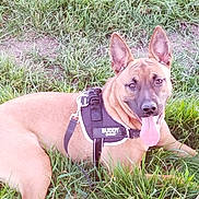 Adefix participe au concours pour gagner de l'argent avec cette photo : dog, grass, outdoor, pet, animal, canine, brown_coat, tongue_out, harness, leash, ears_up, happy, lying_down, nature, sunlight, playful, friendly, companion, summer, park