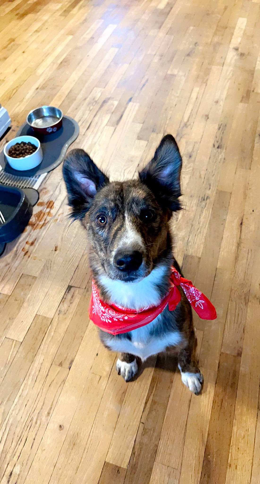 Kingsley joined the competition — help win amazing prizes! carnivore, coffee, collar, companion_dog, cup, dog, dog_breed, dog_collar, dog_supply, electric_blue, floor, flooring, hardwood, herding_dog, plant, serveware, snout, sporting_group, tableware, wood