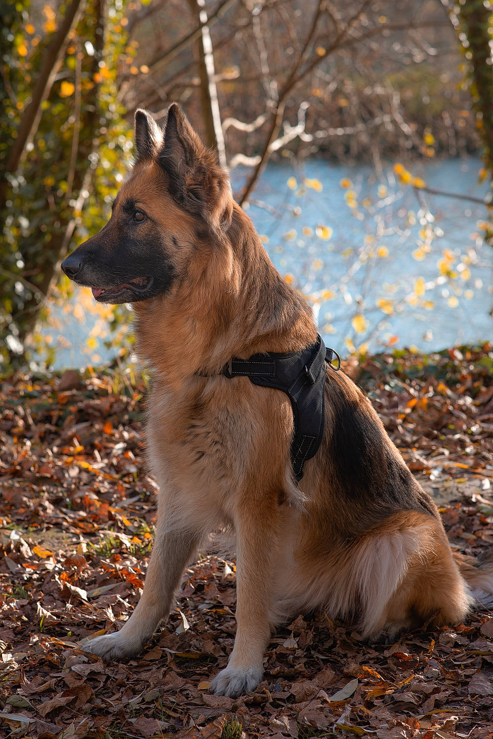 Kira a rejoint le concours — aidez-le/la à gagner de superbes lots ! canidae, canis, carnivore, companion_dog, dog, dog_breed, east_european_shepherd, fawn, fur, herding_dog, king_shepherd, snout, soil, sporting_group, tail, terrestrial_animal, tree, water, wolf, working_animal