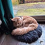 Ajax participe au concours pour gagner de l'argent avec cette photo : cat, orange_cat, fluffy, pet, animal, indoor, cushion, fuzzy, curled_up, sleeping, window, glass_door, curtain, wheelbarrow, outdoor, patio, concrete_floor, moss, plant, quiet