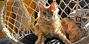 Ajax participe au concours pour gagner de l'argent avec cette photo : cat, orange_cat, fluffy, hanging_chair, woven_chair, indoor, sunlight, ears, cushion, cozy, home_decor, plant, framed_photos, floor_tiles, relaxed, pet, furniture, shadow, daylight, animal