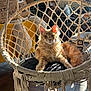 cat, orange_cat, fluffy, hanging_chair, woven_chair, indoor, sunlight, ears, cushion, cozy, home_decor, plant, framed_photos, floor_tiles, relaxed, pet, furniture, shadow, daylight, animal
