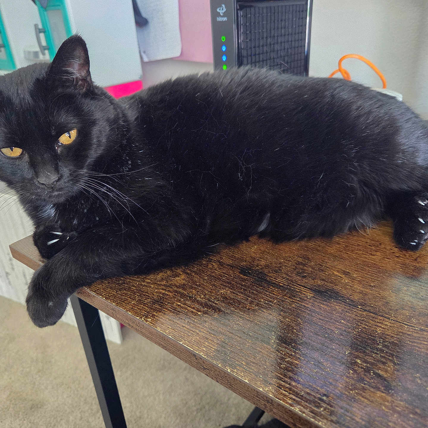 Jack joined the competition — help win amazing prizes! animal, black_cat, carpet, cat, computer, curious, domestic_cat, ears, electronics, feline, fur, golden_eyes, home, indoor, paw, pet, relaxed, resting, whiskers, wooden_desk