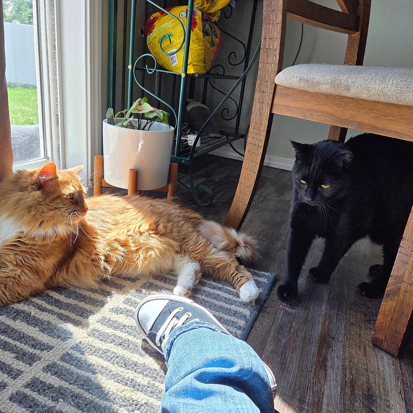 Beastly joined the competition — help win amazing prizes! animal, black_cat, cat, curious, domestic, feline, flooring, footwear, home, indoor, jeans, orange_cat, pet, plant, relaxing, rug, sneakers, sunlight, window, wooden_chair