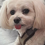 Milo is registered to the contest to win money with this photo: dog, white_fur, tongue_out, close_up, pet, fluffy, cute, animal, domestic, canine, harness, indoor, resting, face, fur, mammal, friendly, companion, small_dog, adorable