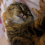 Osana is registered to the contest to win money with this photo: cat, tabby, sleeping, tongue_out, fluffy, cozy, blanket, teddy_bear_pattern, pet, cute, indoor, relaxed, whiskers, fur, paw, close_up, resting, adorable, domestic_cat, comfort