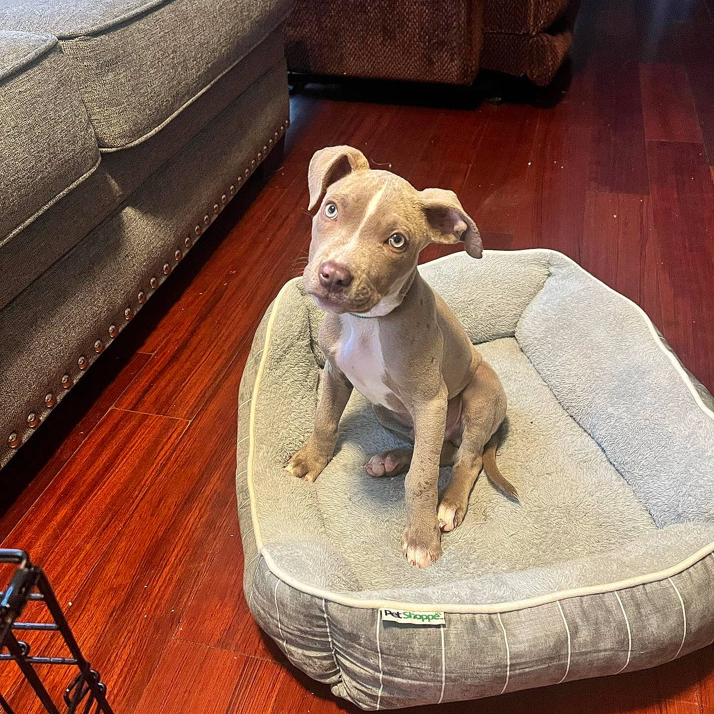 Sir Barkley joined the competition — help win amazing prizes! art, canidae, carnivore, comfort, companion_dog, dog, dog_breed, dog_supply, fawn, flooring, hardwood, liver, pet_supply, snout, sporting_group, tail, terrestrial_animal, toy_dog, wood, working_animal