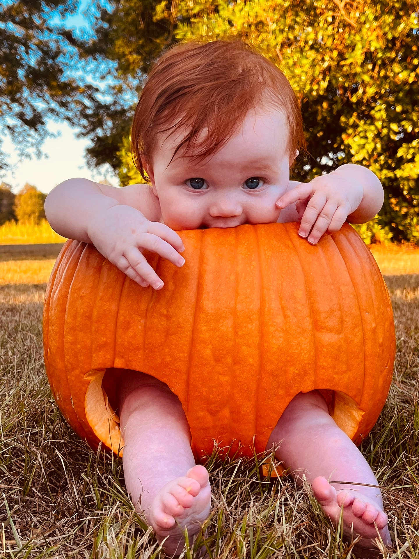 Evangeline is registered to the contest to win money with this photo: baby, pumpkin, grass, outdoor, child, cute, autumn, nature, feet, hands, orange, fall, seasonal, playful, smiling, face, skin, barefoot, sunlight, tree
